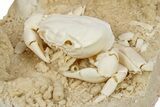 Fossil Crab (Potamon) Preserved in Travertine - Turkey #279031-1